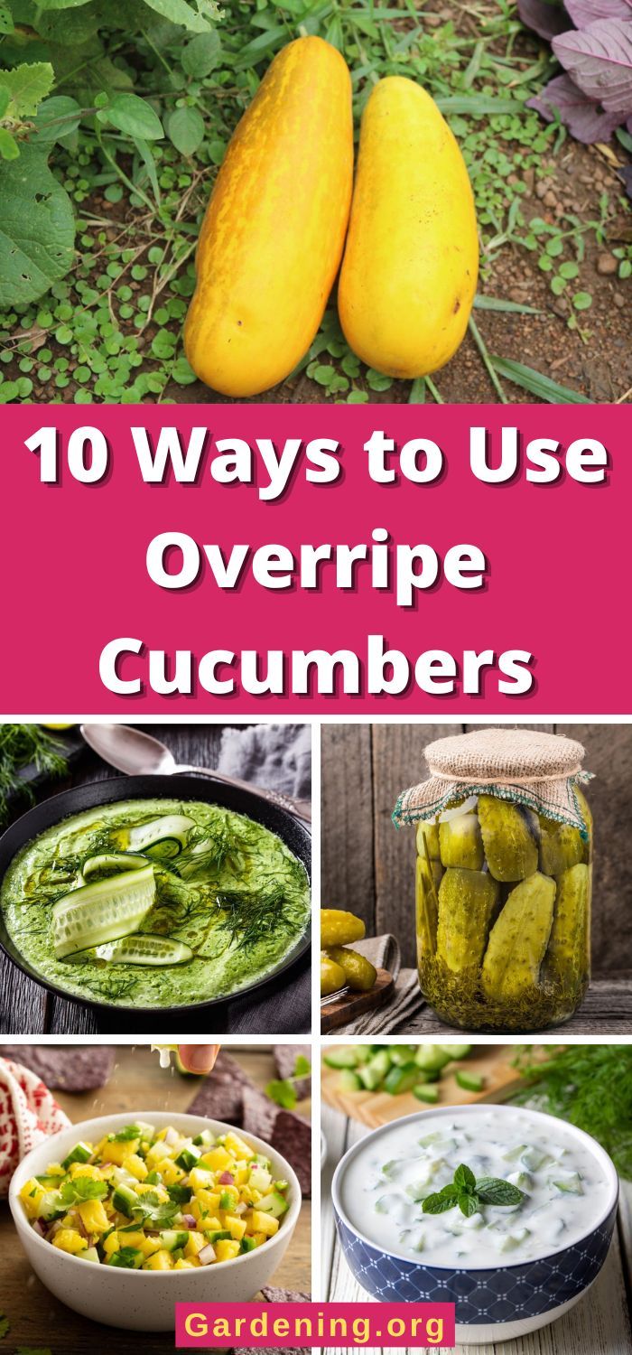 10 ways to use overripe cucumbers