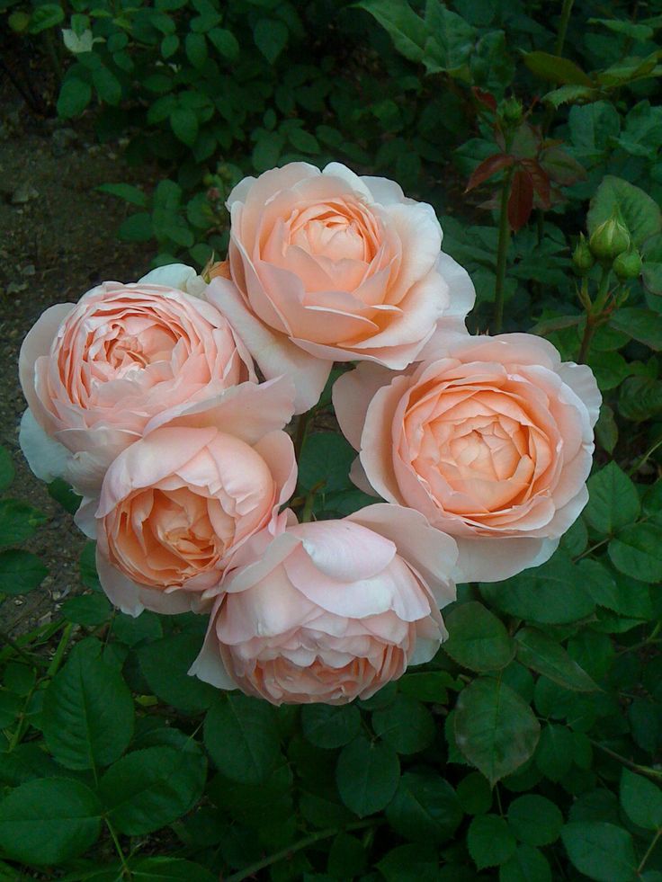 four pink roses are blooming in the garden