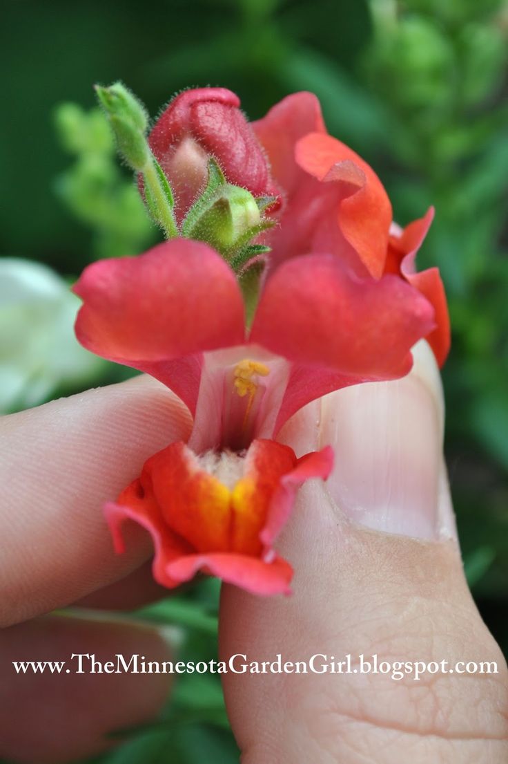 a hand holding a tiny red flower with green stems