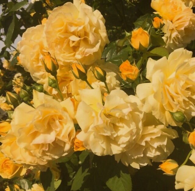 yellow roses are blooming in the garden