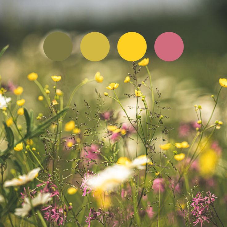 a field full of yellow and pink flowers