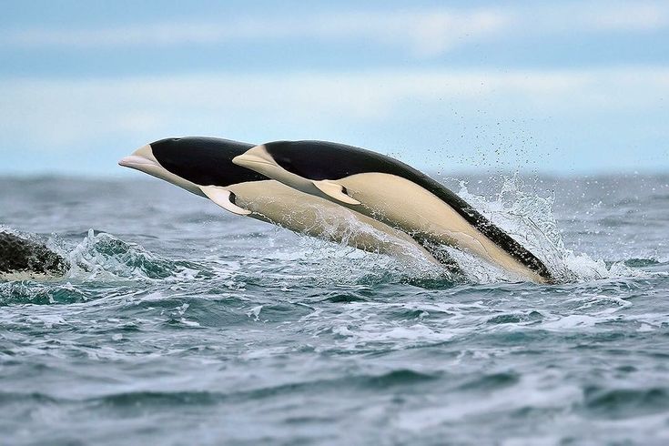 two black and white whale jumping out of the water