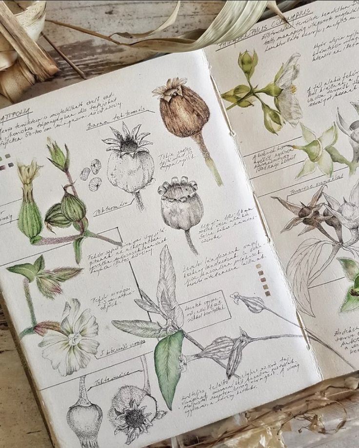 an open notebook with drawings of flowers and plants in it on top of a wooden table