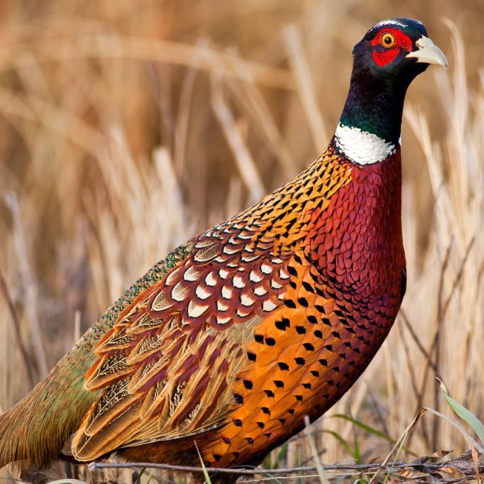 a colorful bird standing on top of dry grass