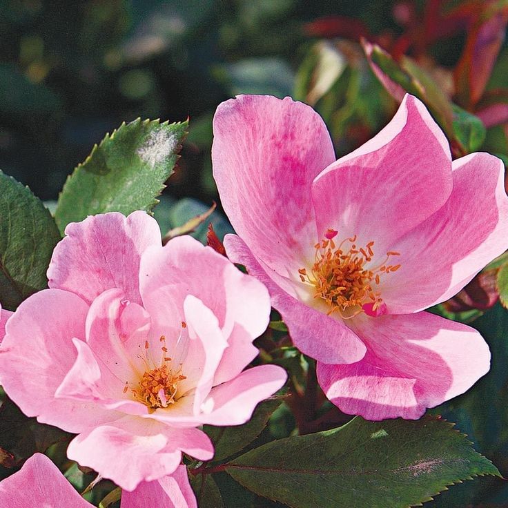 two pink roses with green leaves in the foreground and another flower on the background