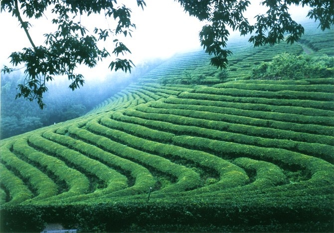 a large grassy hill covered in lots of green grass