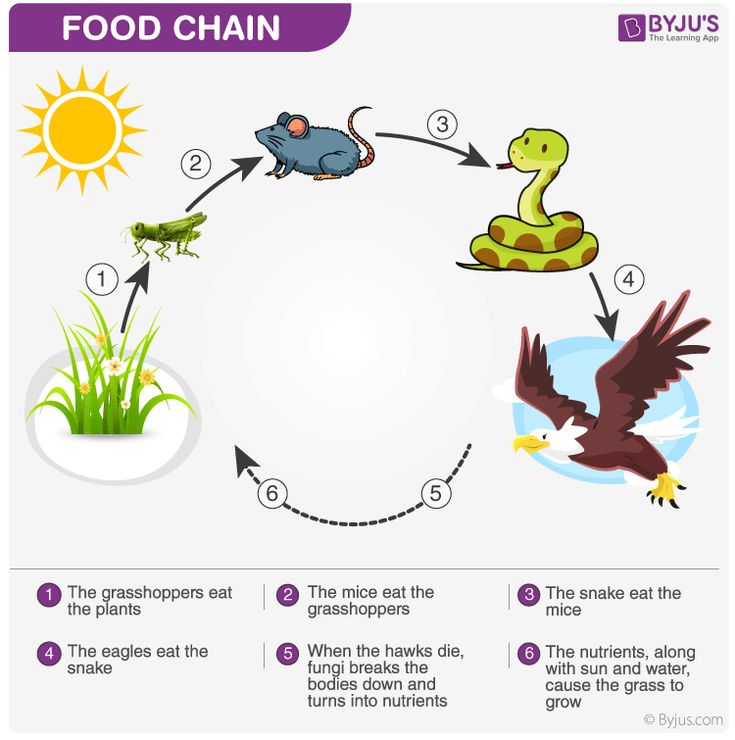 the life cycle of a snake and other animals in a circle with an arrow pointing to it