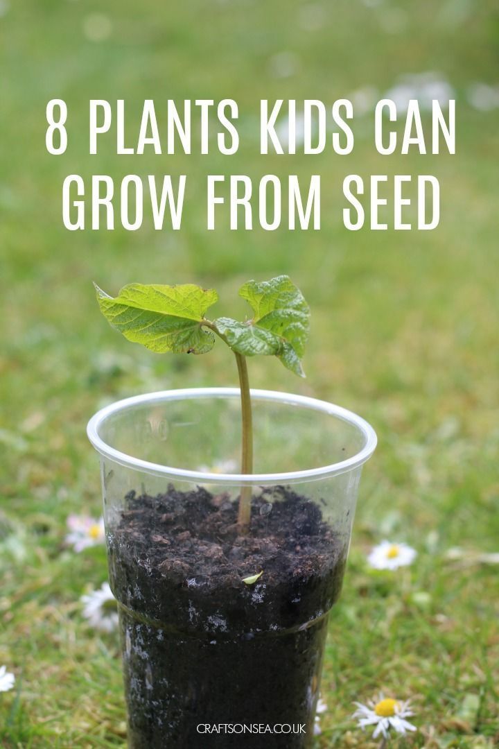 a small plant in a plastic cup filled with soil and dirt on top of grass