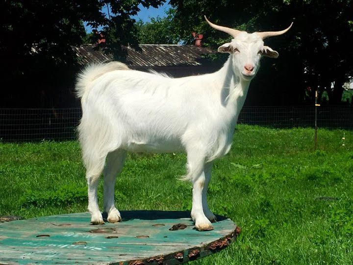 a white goat standing on top of a lush green field