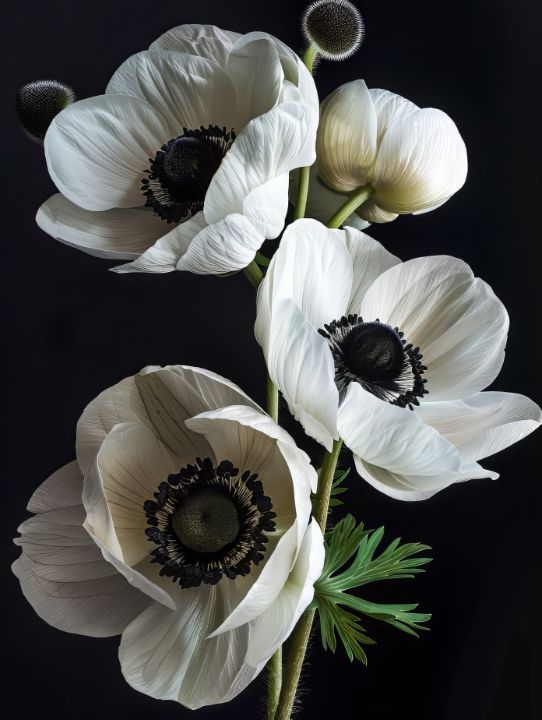 three white flowers with black centers are on a black background, and the petals appear to be wilted