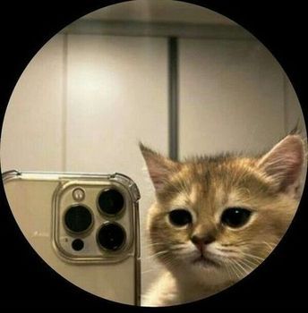 a cat looking at the camera with its reflection in it's lens and an iphone behind it