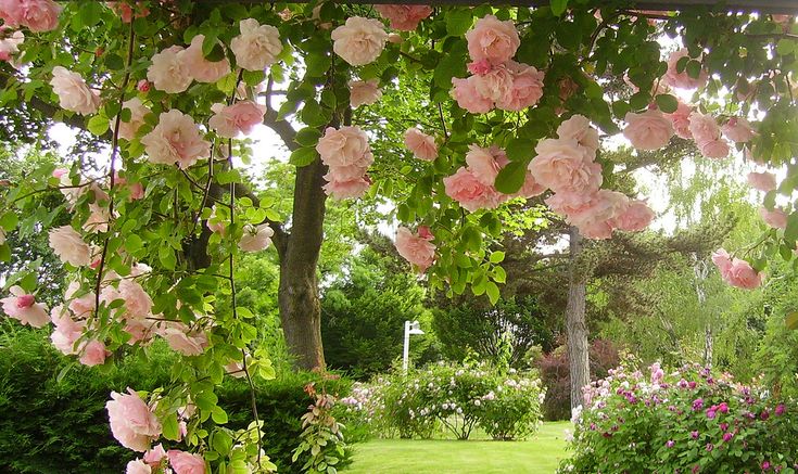 pink flowers blooming on the branches of trees and shrubs in a lush green garden