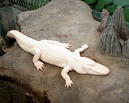 a large white alligator laying on top of a rock