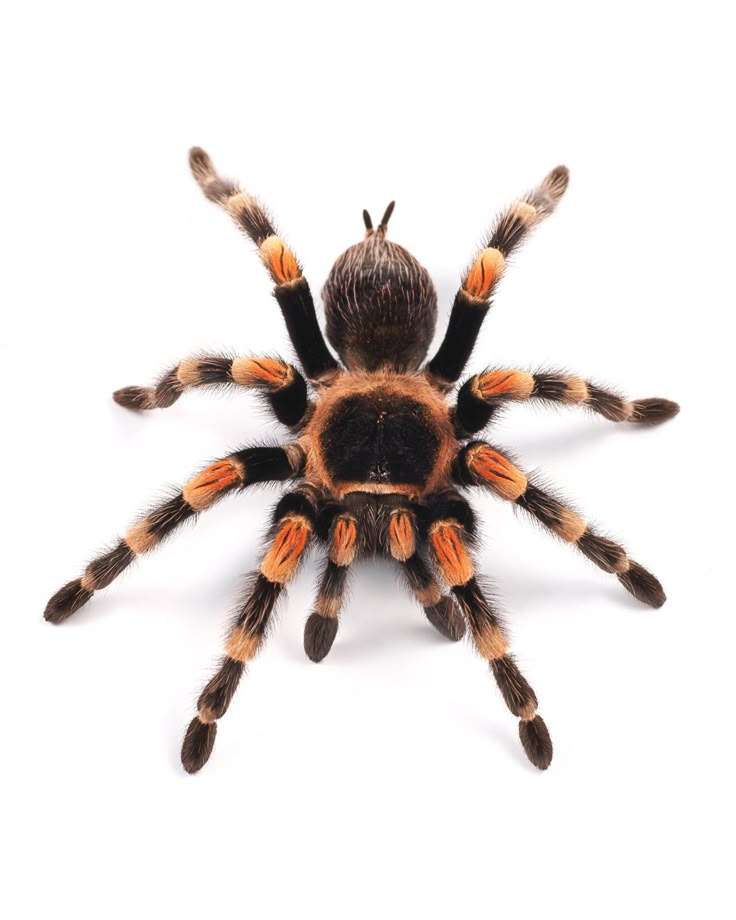 a tara spider on white background