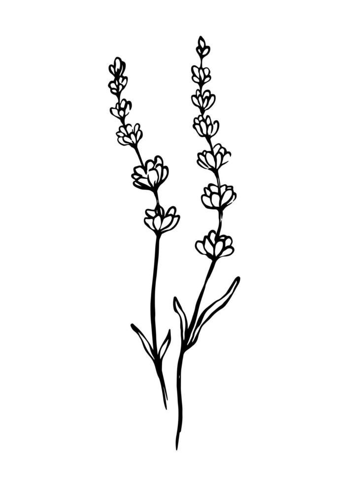 Lavender hand drawn outline vector drawing. Herbal botanical illustration. Art Nouveau Lavender Flower, Lavender Graphic Design, Lavender Drawing Simple, Lavender Line Drawing, Lavender Plant Drawing, Heather Drawing, Lavender Outline, Lavender Line Art, Types Of Lavender Plants