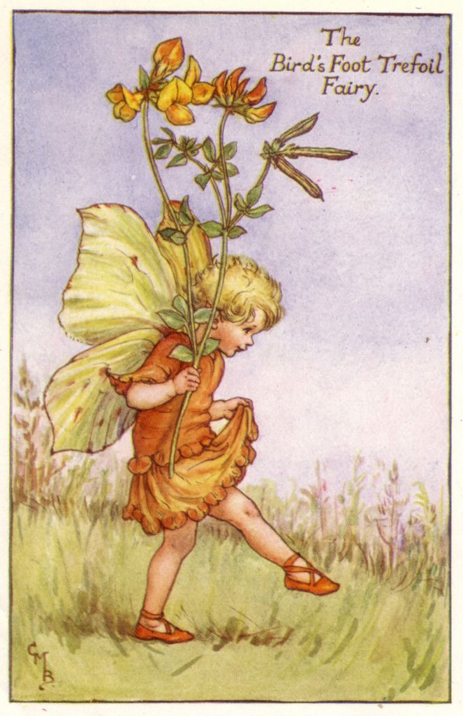 Flower Fairies - Cicely Mary Barker - 1925 Summer Fairy, Fairy Illustration, Fairy Pictures, Cicely Mary Barker, Fairy Friends, Vintage Fairies, Flower Fairies, Beautiful Fairies, Fairy Angel