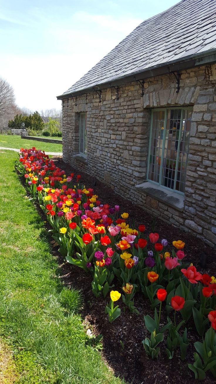 a row of tulips in front of a brick building