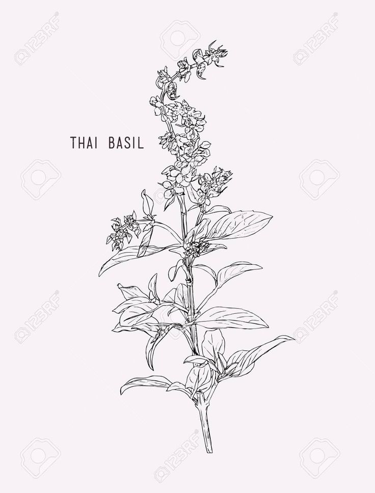 an ink drawing of a plant with the words thai basil on it