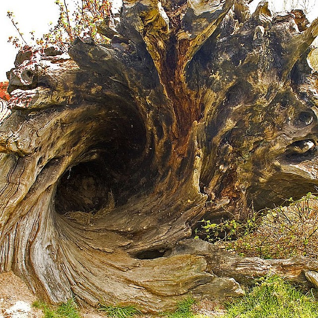 an old tree stump that has been cut down