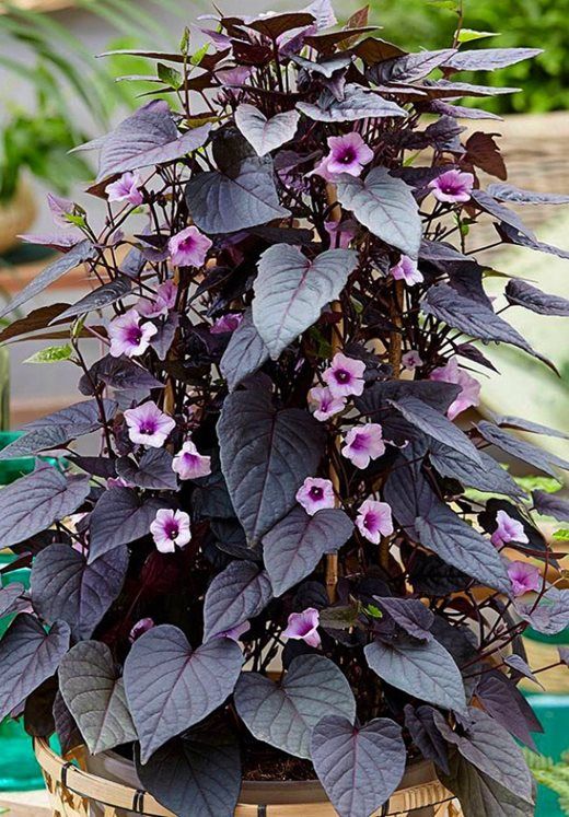 a potted plant with purple flowers and green leaves