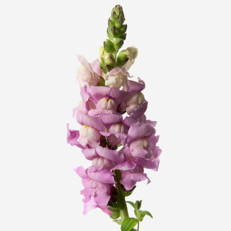 purple flowers are in a vase on a table