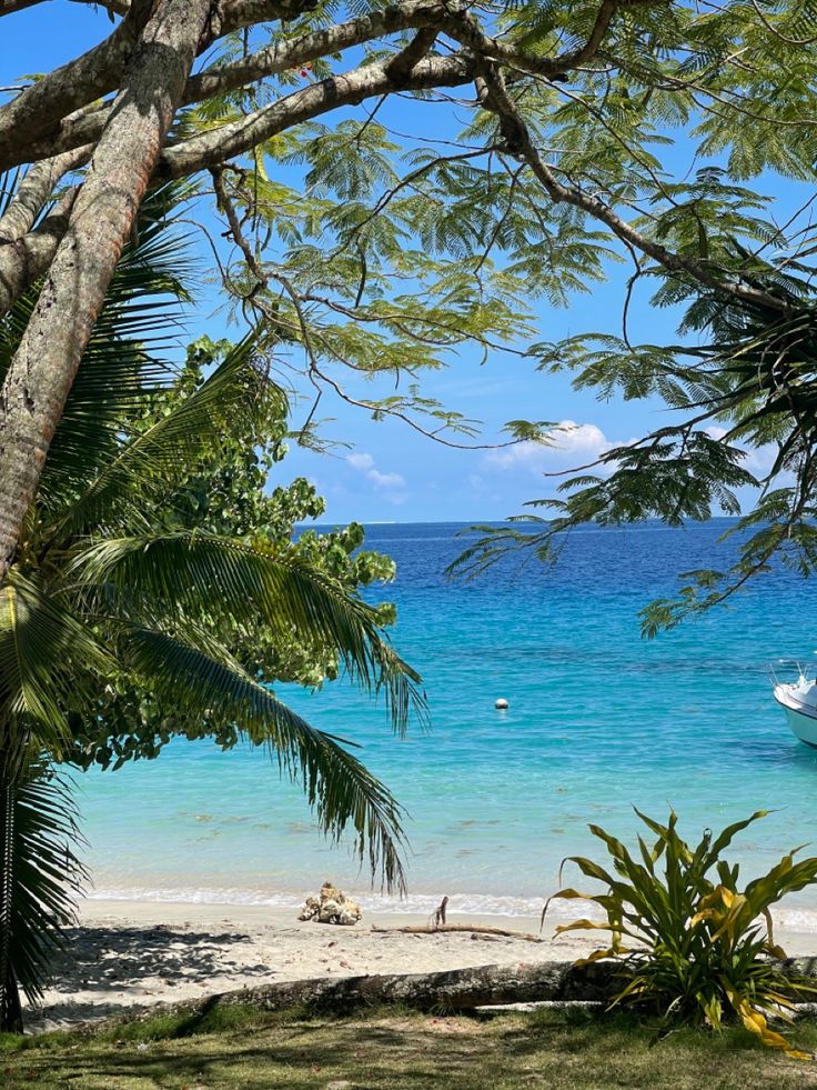 a boat is sitting on the beach near some trees