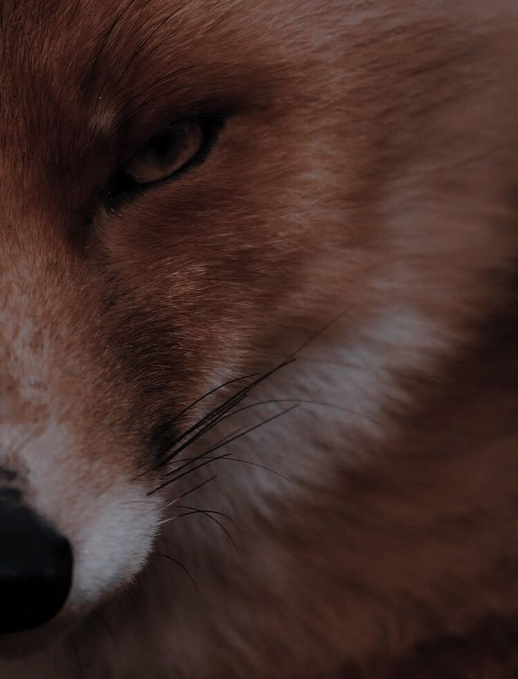 a close up of a red fox's face