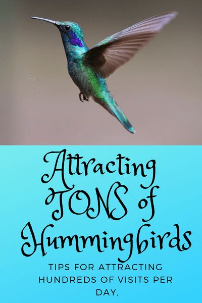 a hummingbird flying through the air with text that reads, attract tons of hummingbirds tips