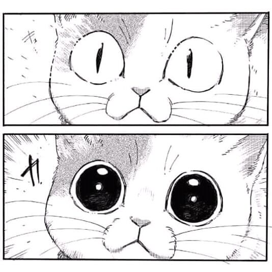 an image of a cat's face with two different eyes and one has the same expression