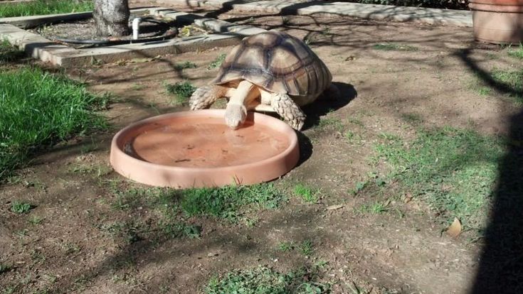 a tortoise eating out of a bowl on the ground