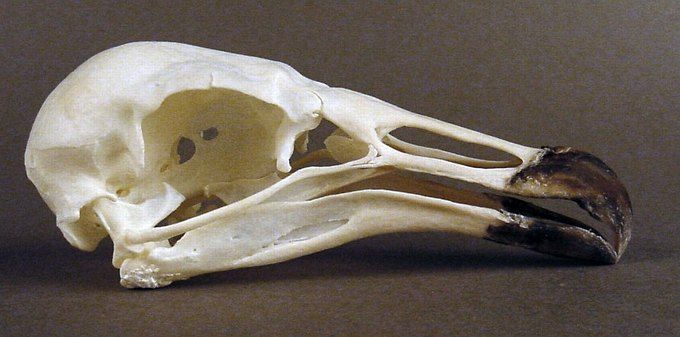 the skull of a bird is shown on a gray surface, with one eye open