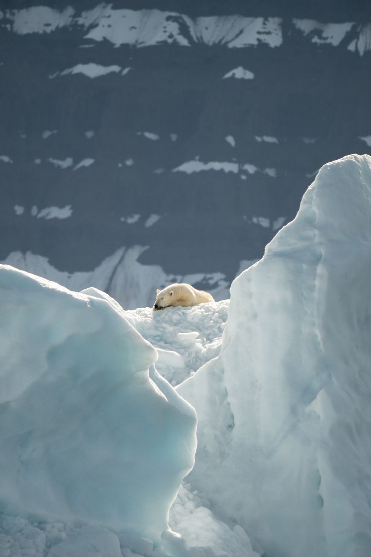 a polar bear laying on top of an iceberg