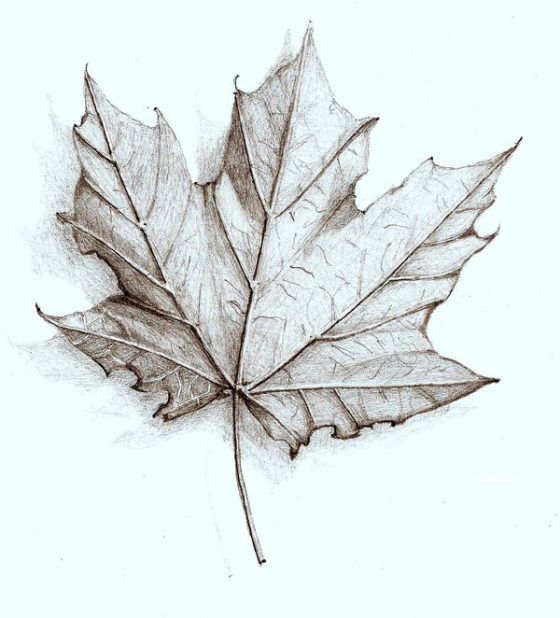 a pencil drawing of a leaf