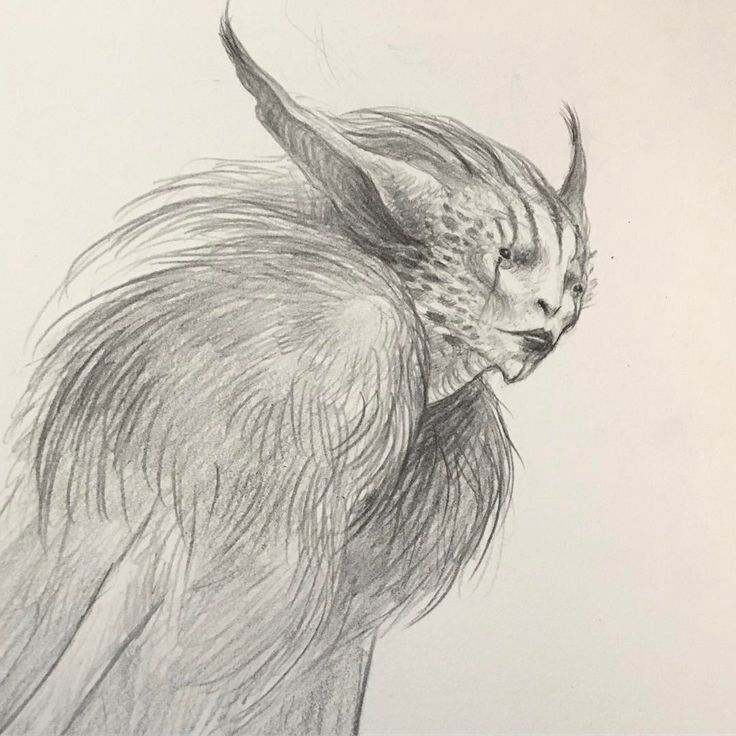 a pencil drawing of a bird with long hair