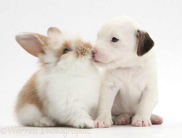 two small puppies are sitting next to each other