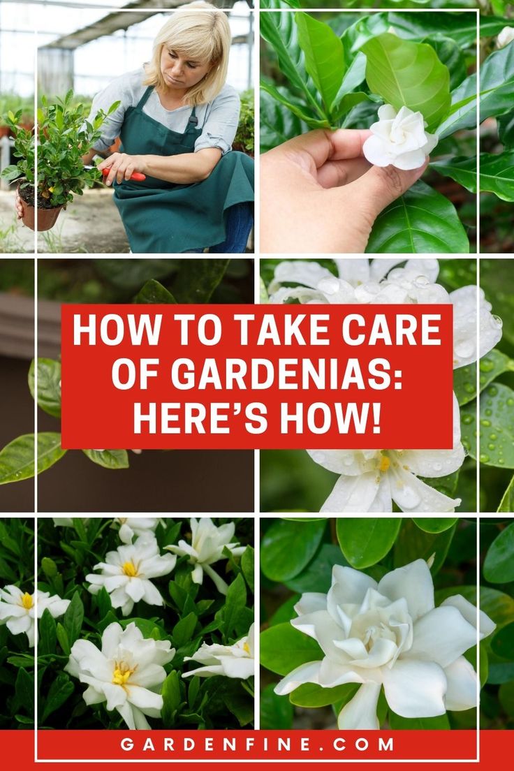 how to take care of gardenias here's how