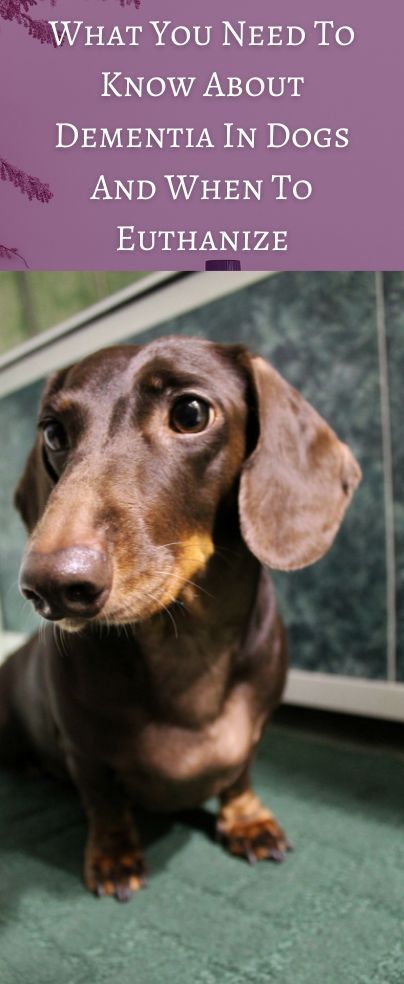 a brown dachshund dog sitting on the floor next to a window