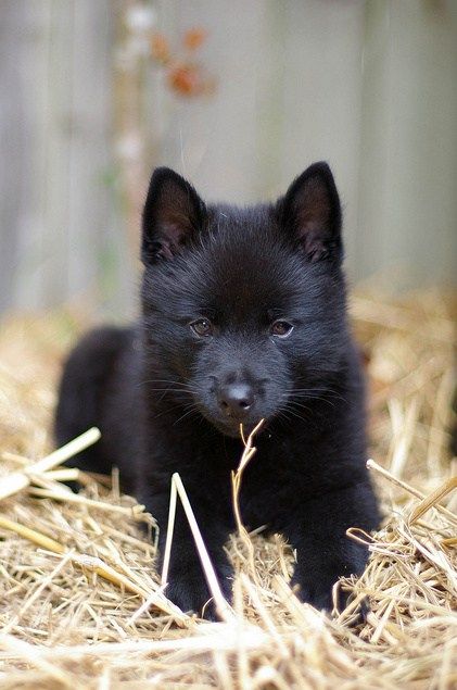 a small black kitten sitting on top of dry grass next to a sign that says, have a nice day sooey