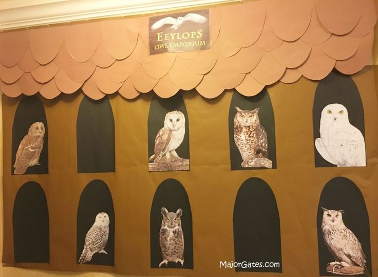 an owl themed bulletin board with owls on it