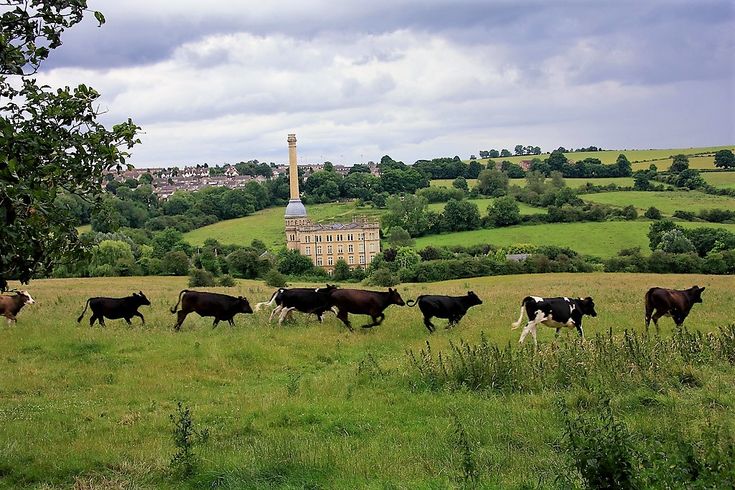 a herd of cattle walking across a lush green field next to a tall white building