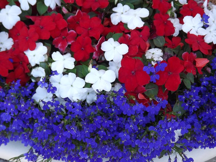 red, white and blue flowers in a bowl