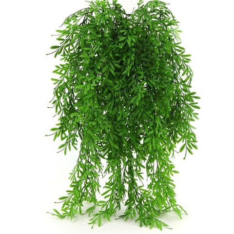 a green plant with lots of leaves hanging from it's branches on a white background