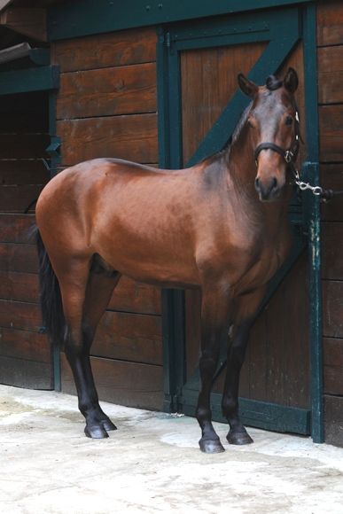 a brown horse standing in front of a wooden building with a chain on it's neck