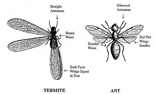 an insect and another insect with labels on it