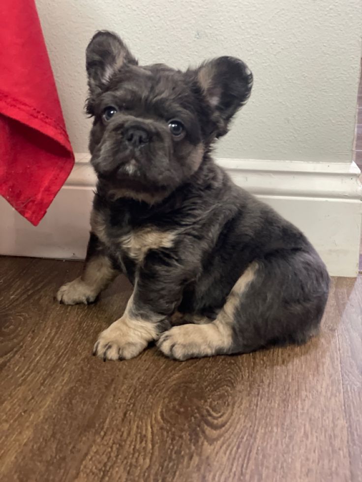 a small black and white dog sitting on the floor