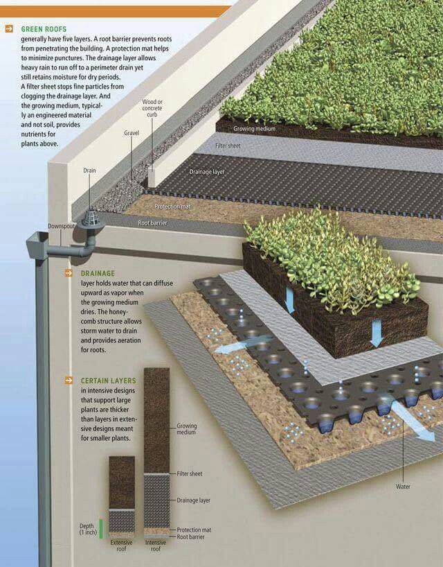 a diagram showing the different types of plants growing in an underground garden area, with instructions on how to plant them