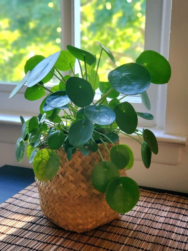 a potted plant sitting on top of a wooden table next to a windowsill