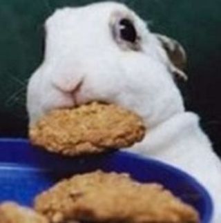 a rabbit eating some food out of a blue bowl