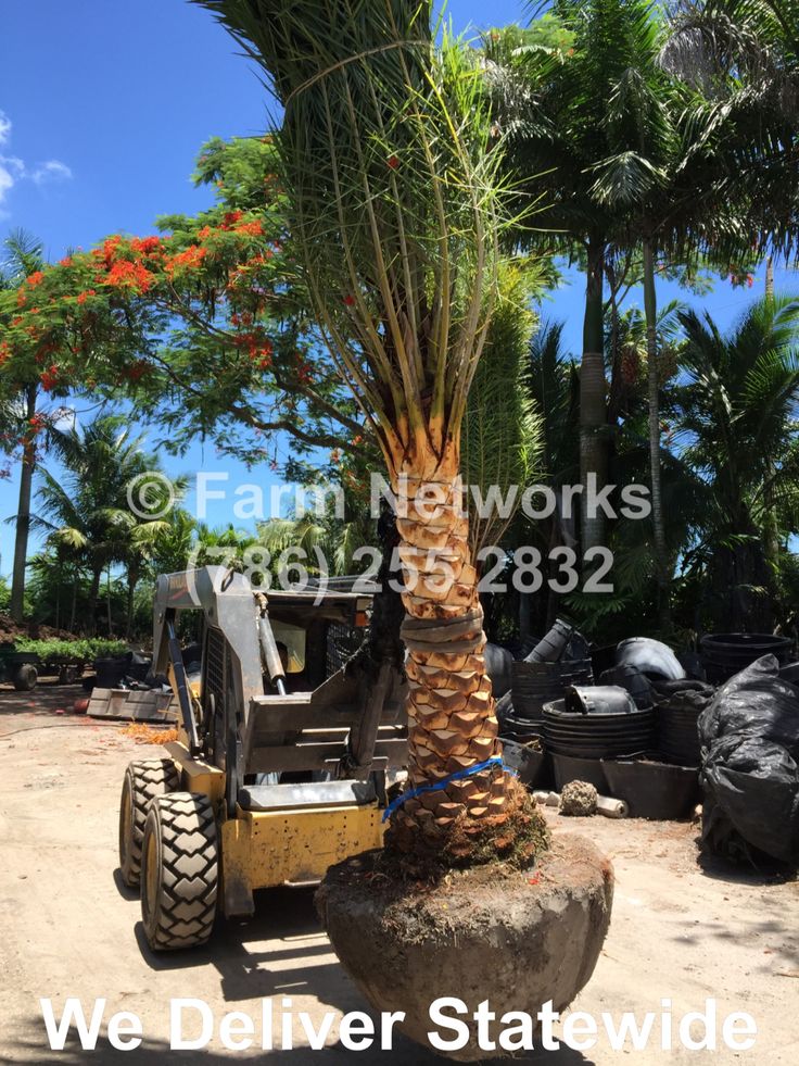 a large palm tree is in the middle of a yard with other trees and trash cans