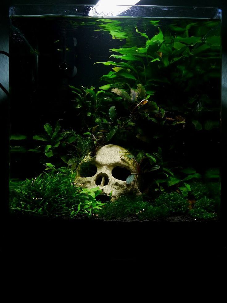 an aquarium filled with plants and a skull